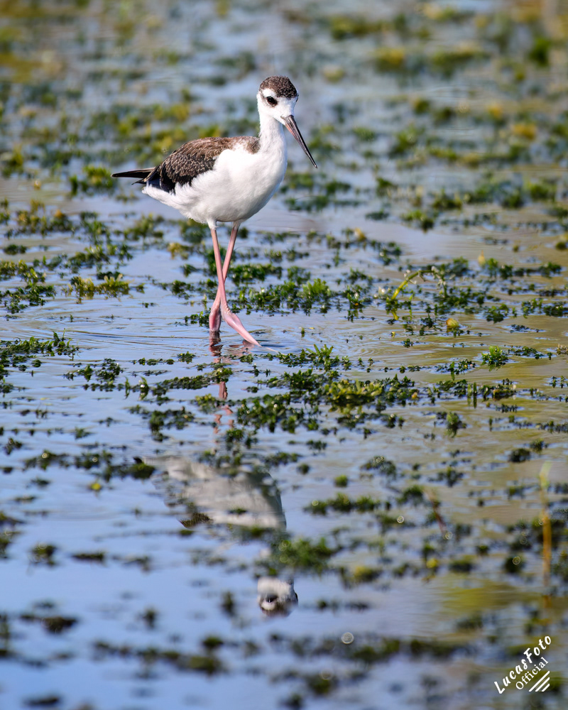 Black-necked Stilt