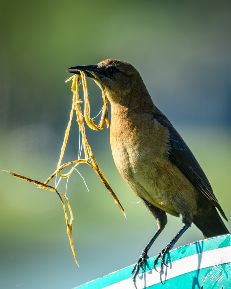 Boat-tailed Grackle