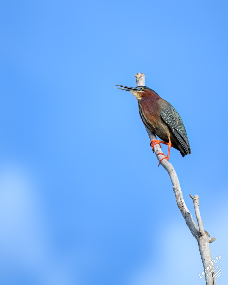 Green Heron