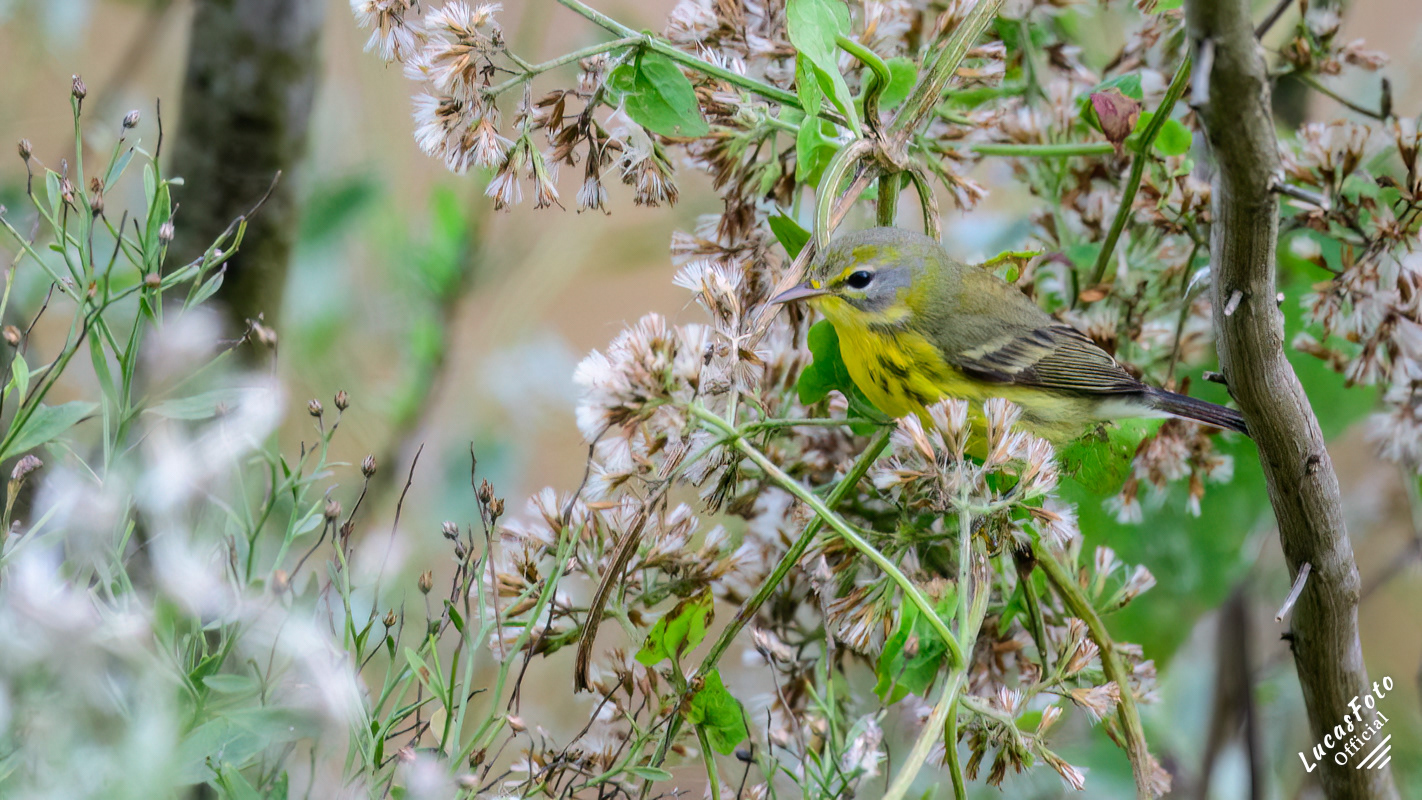 Prairie Warbler