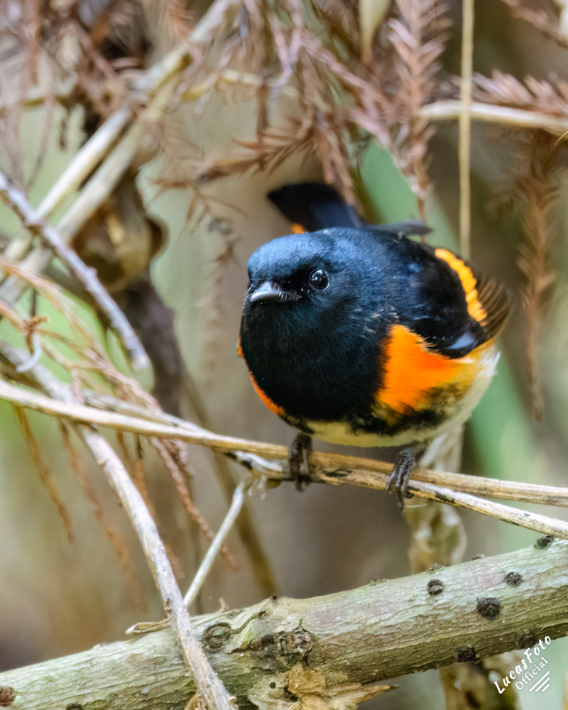 American Redstart