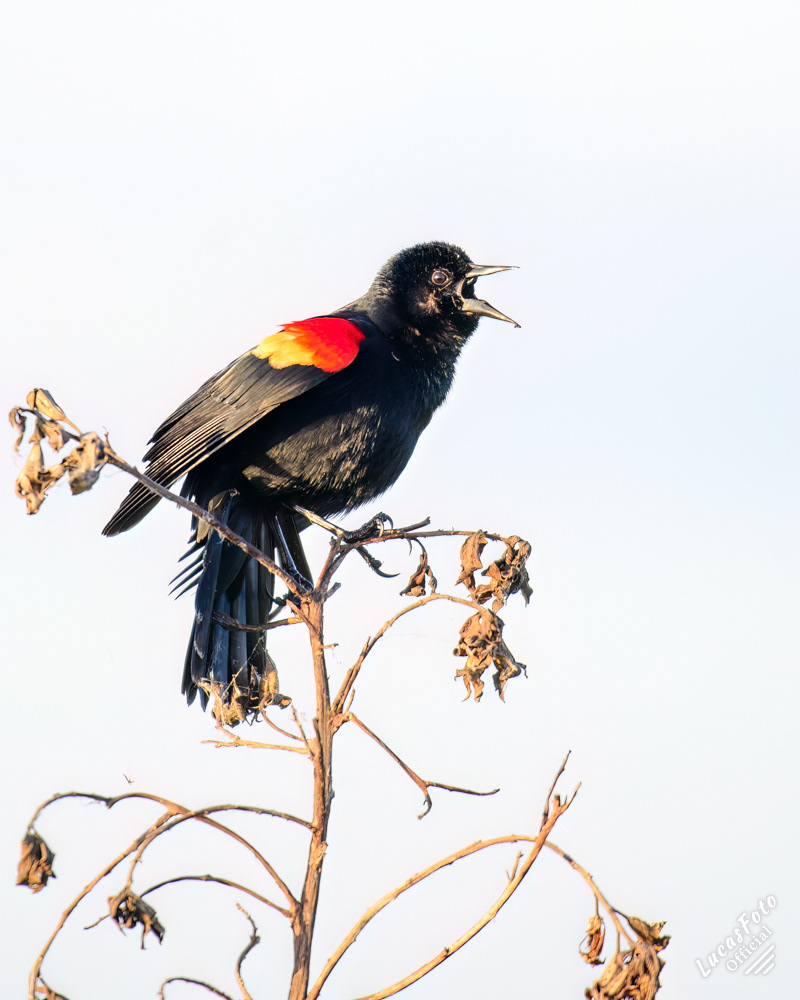 Red-winged Blackbird