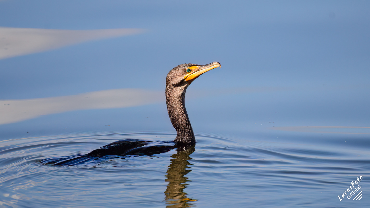 Double-crested Cormorant