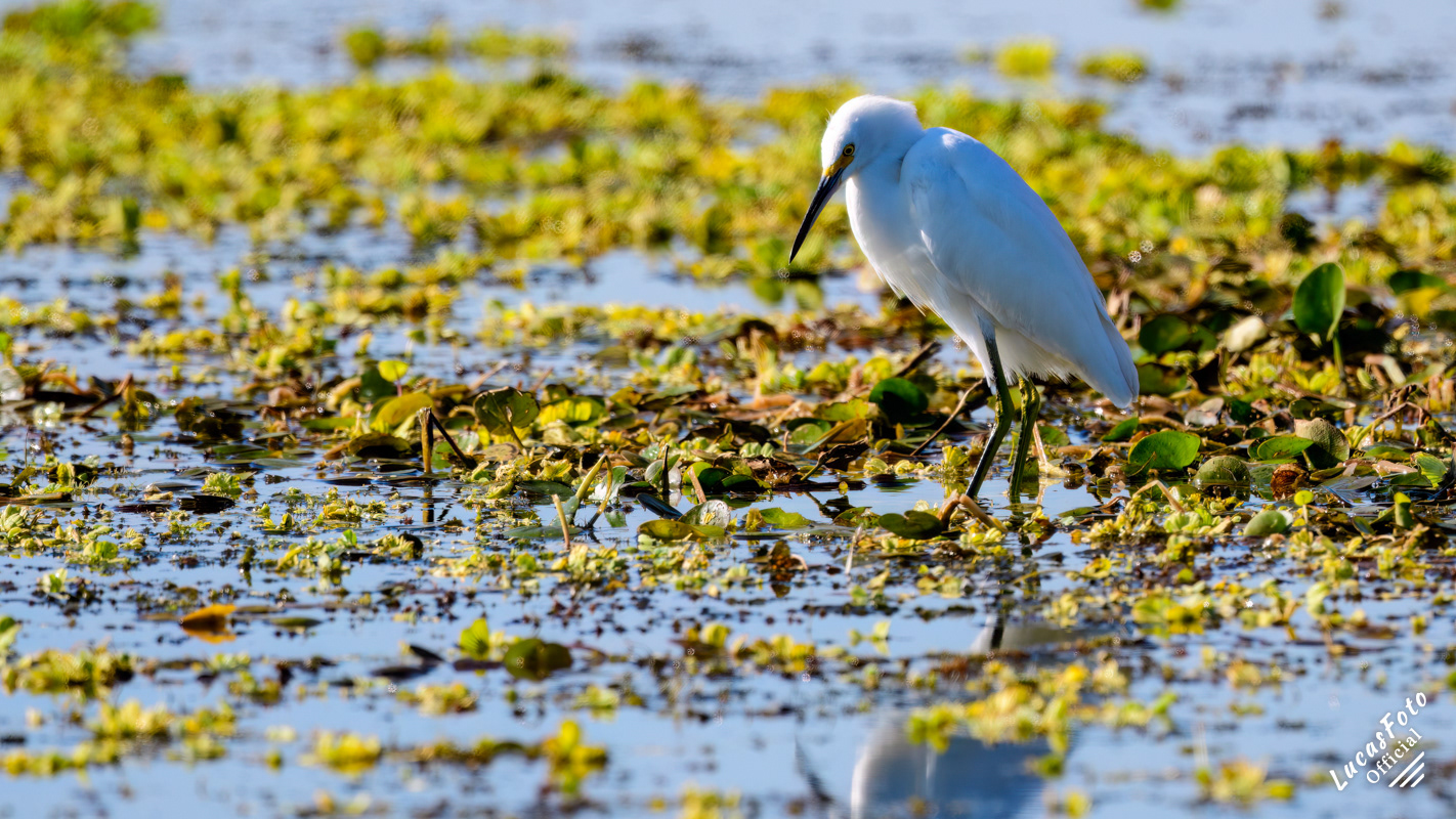 Snowy Egret