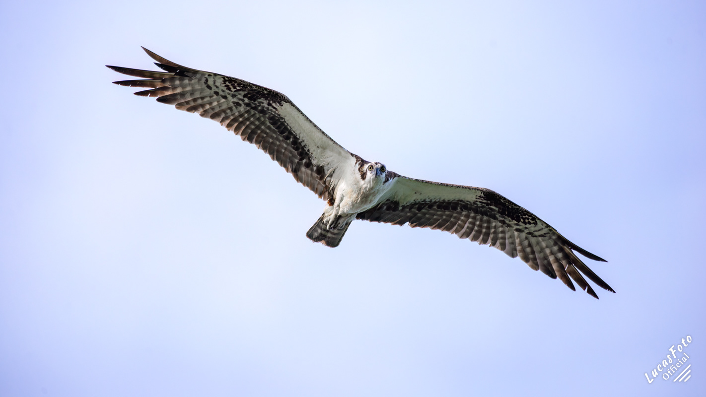 Osprey