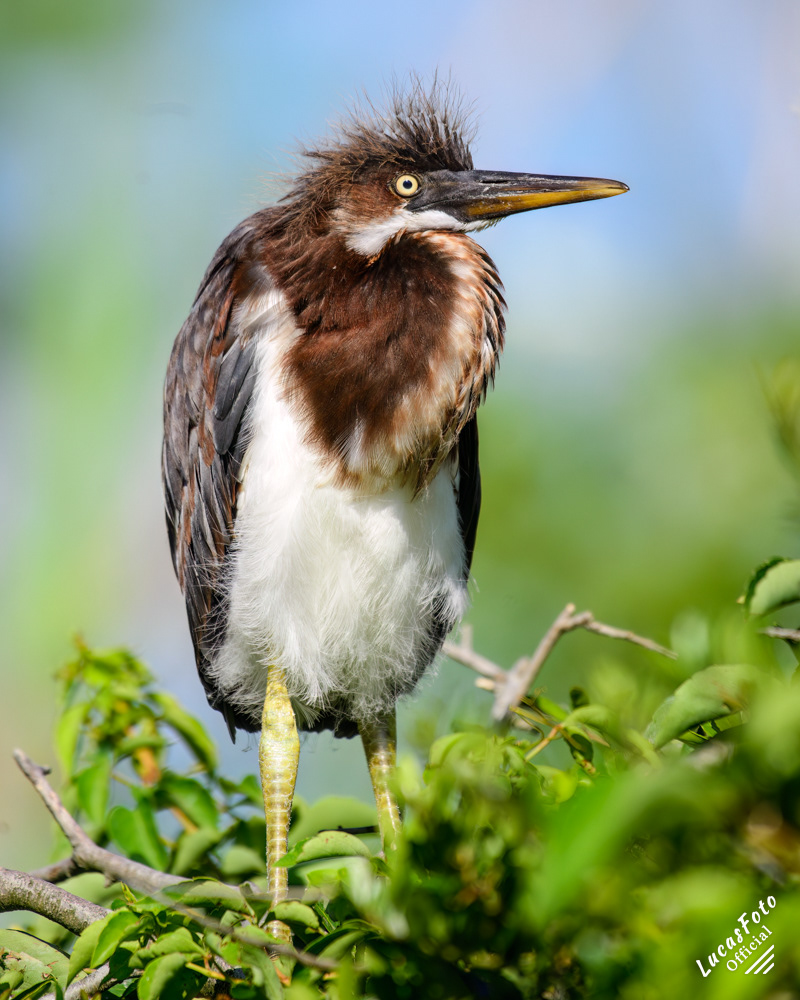 Tricolored Heron