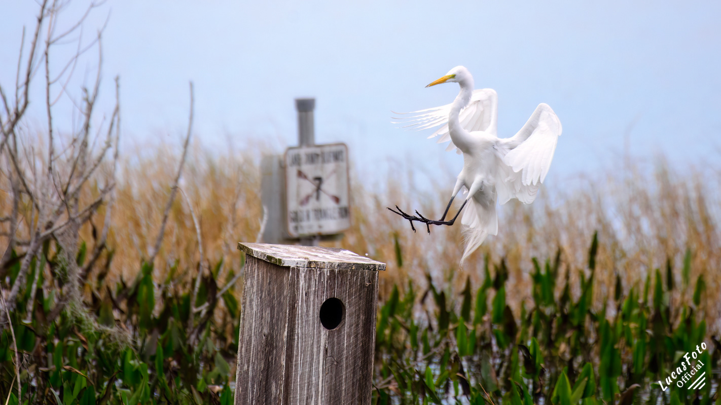 Great Egret