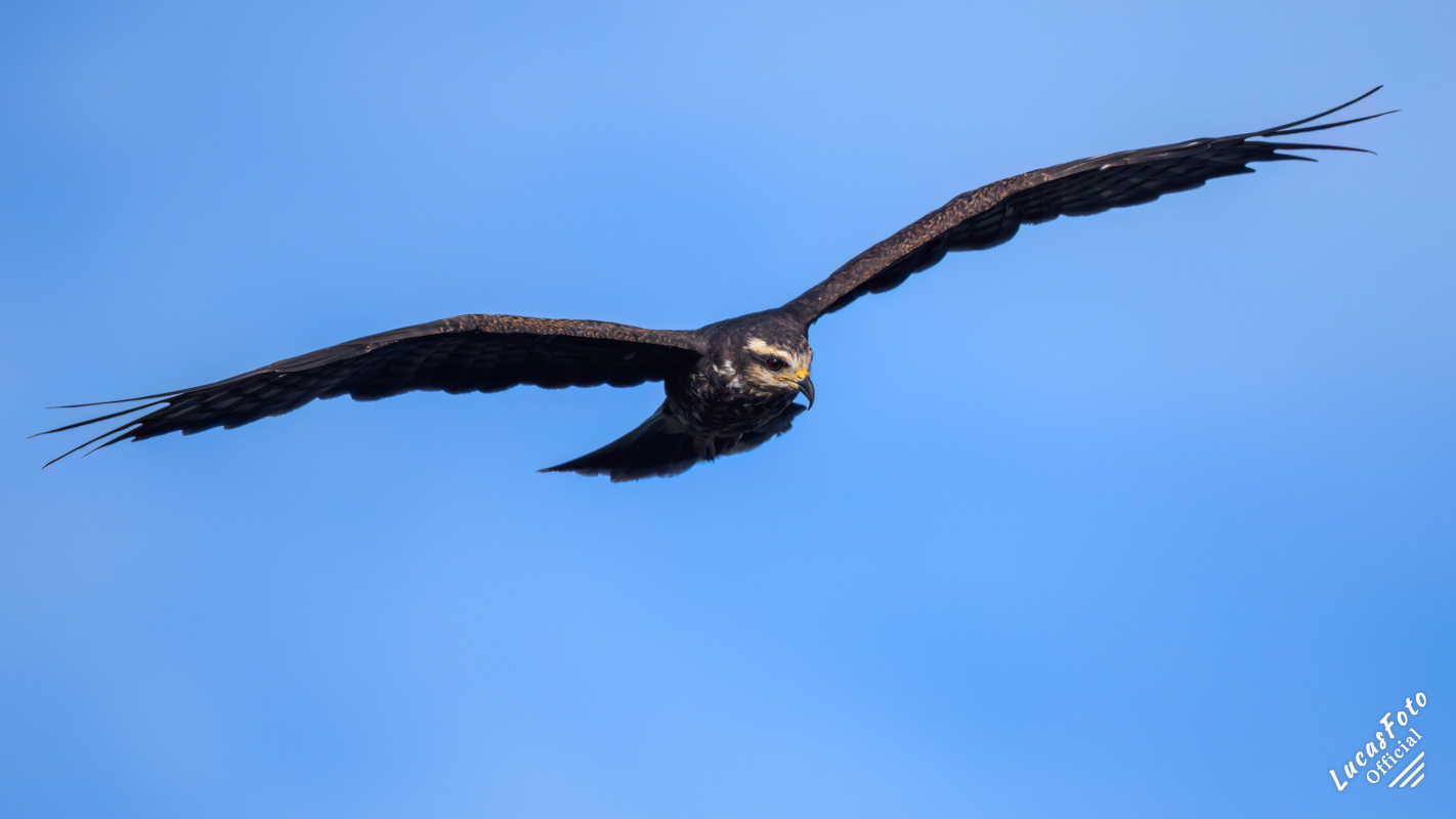 Snail Kite