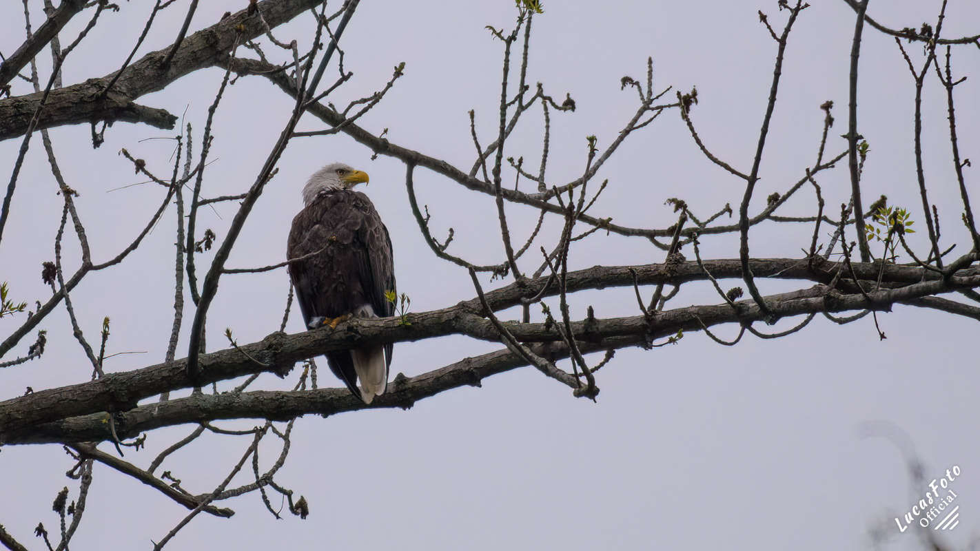 Bald Eagle