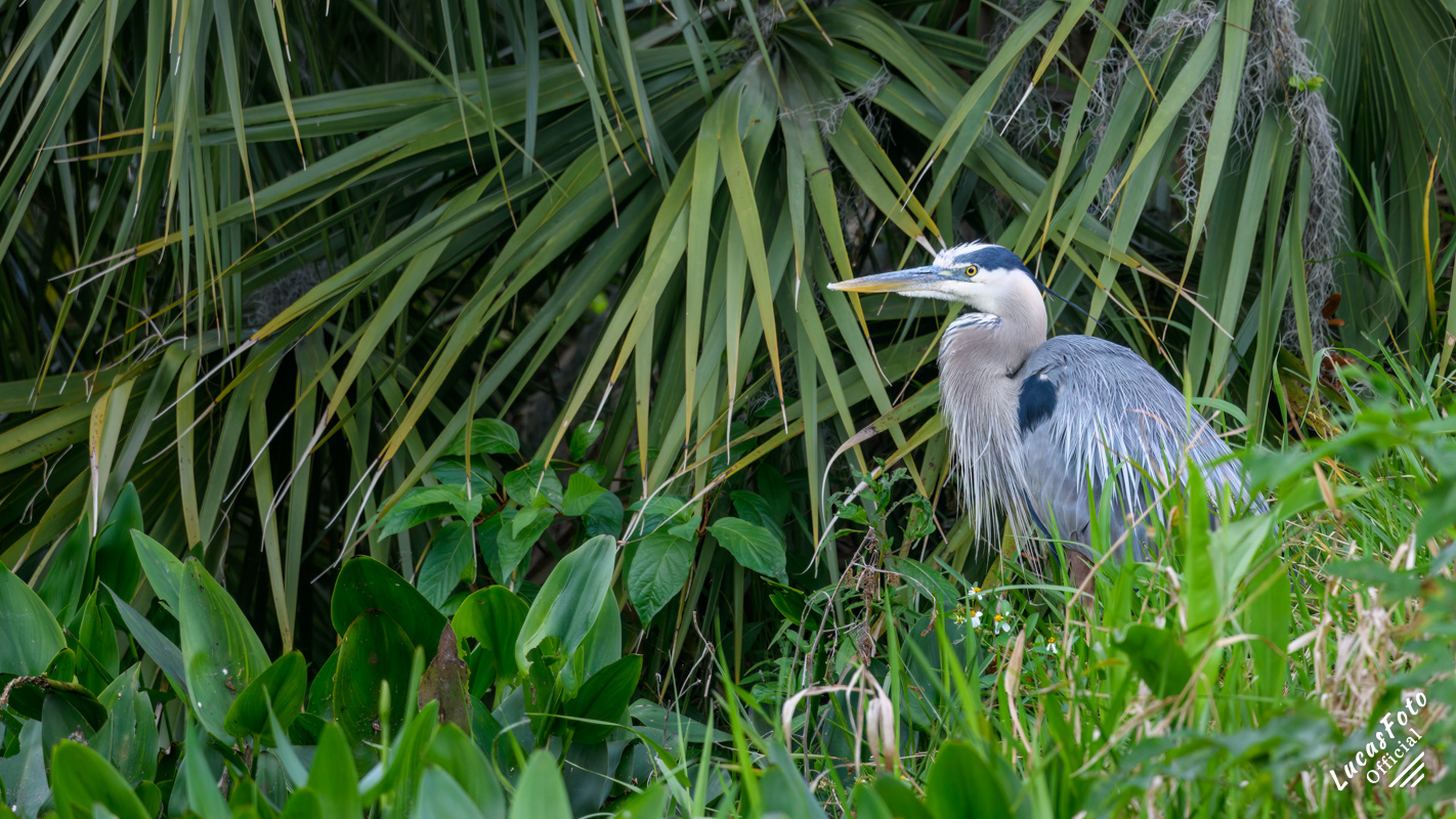 Great Blue Heron