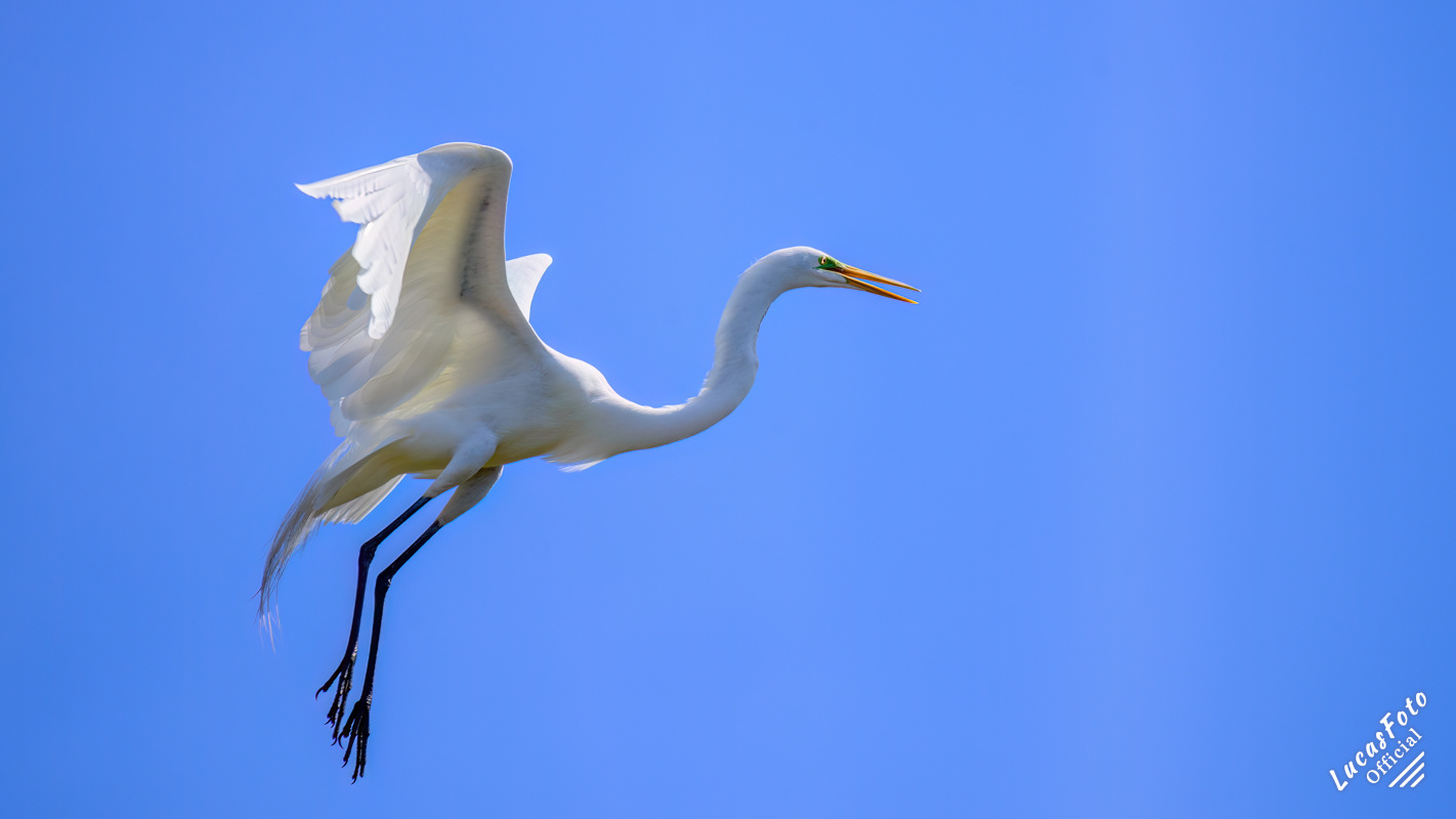 Great Egret