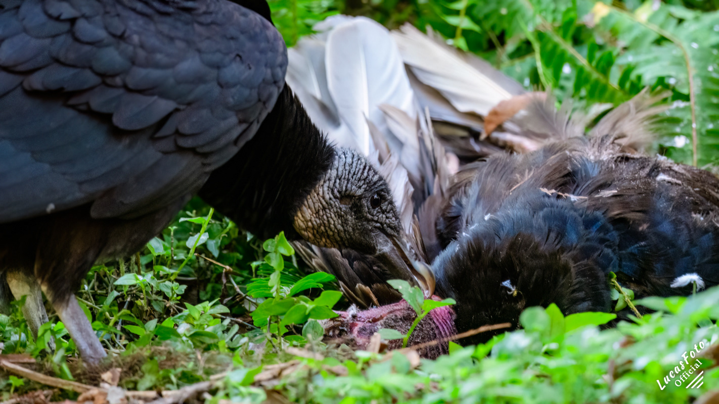 Black Vulture eating a Turkey Vulture
