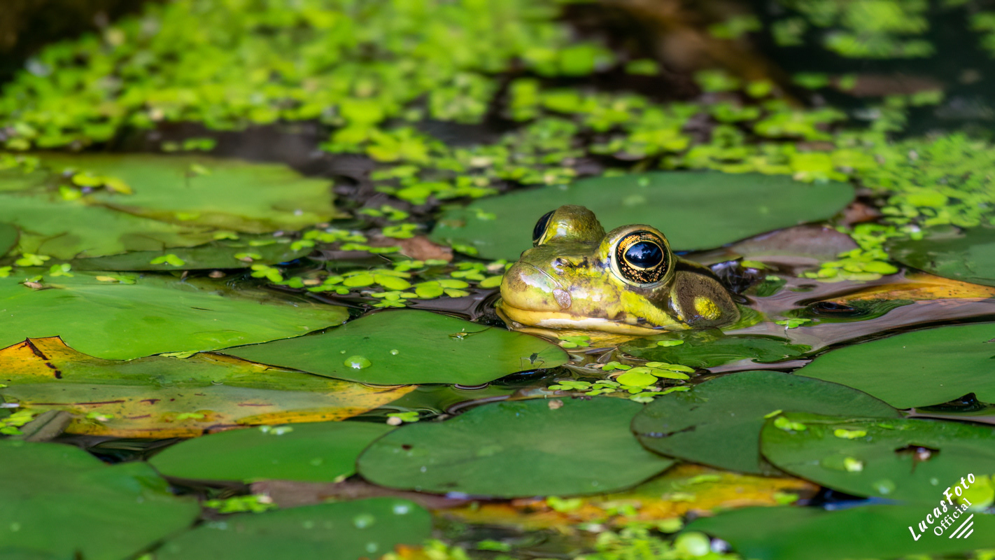 American Bullfrog