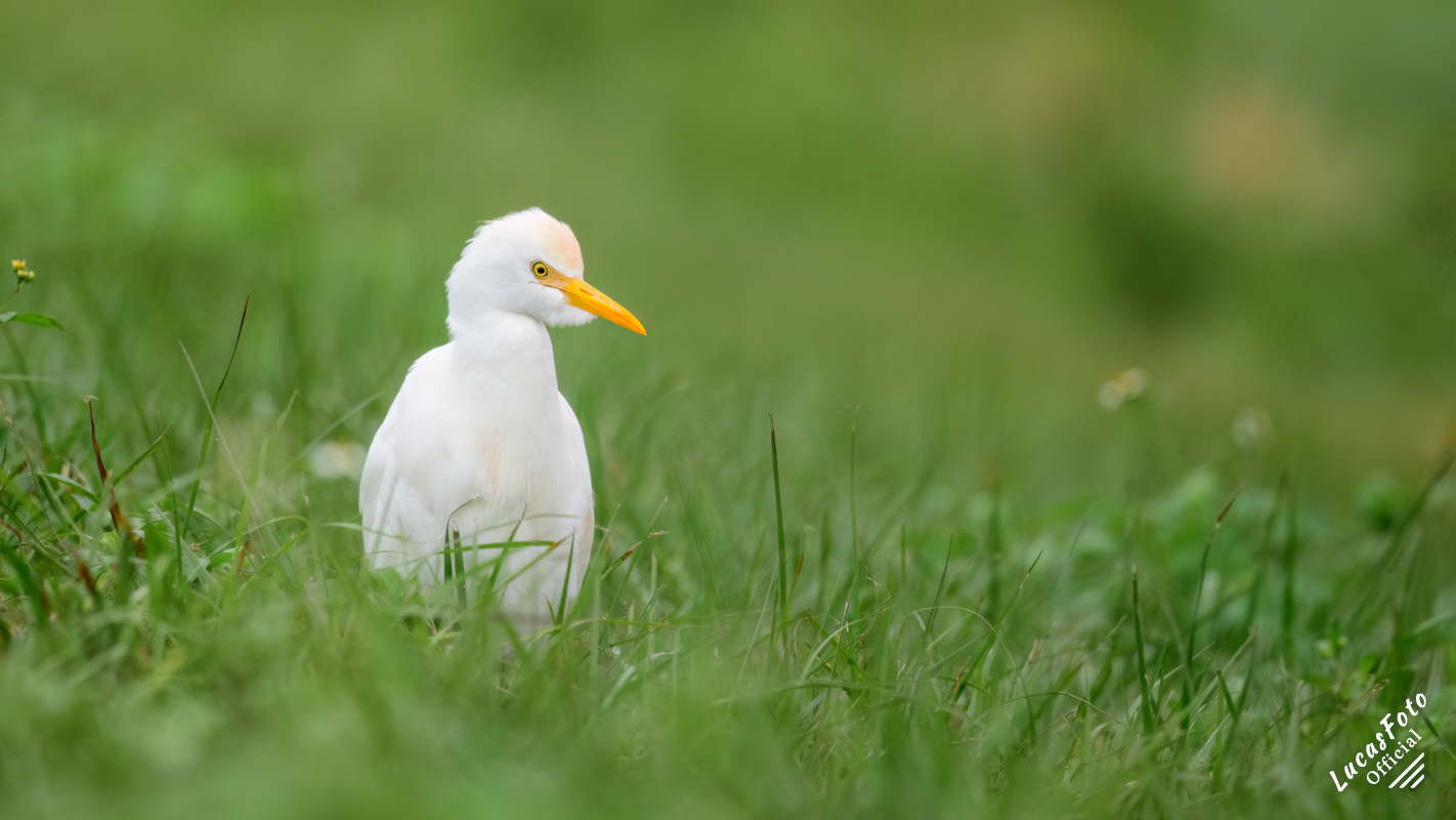 Cattle Egret
