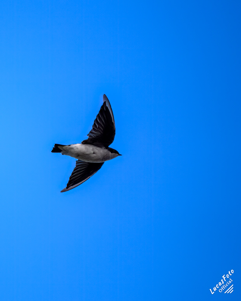 Tree Swallow