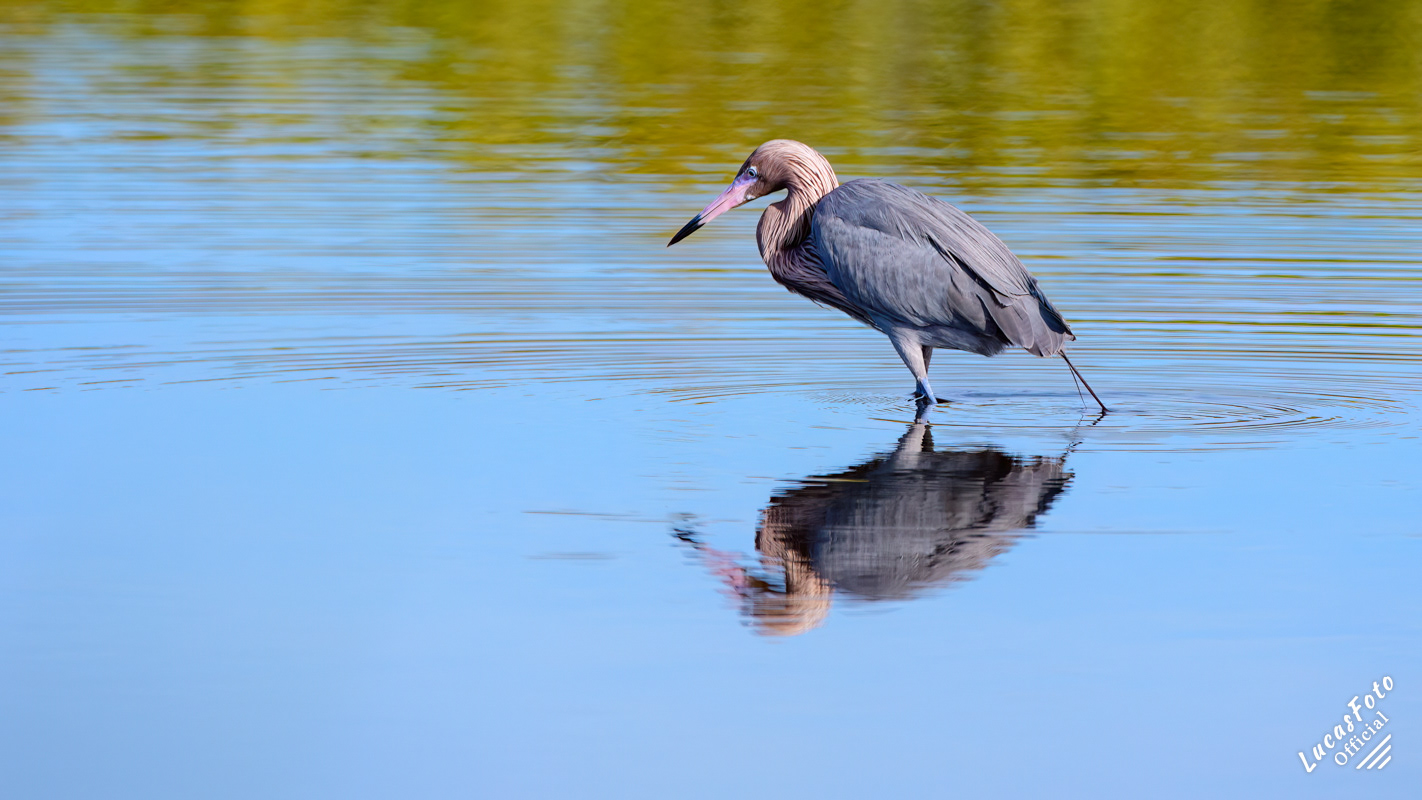 Reddish Egret