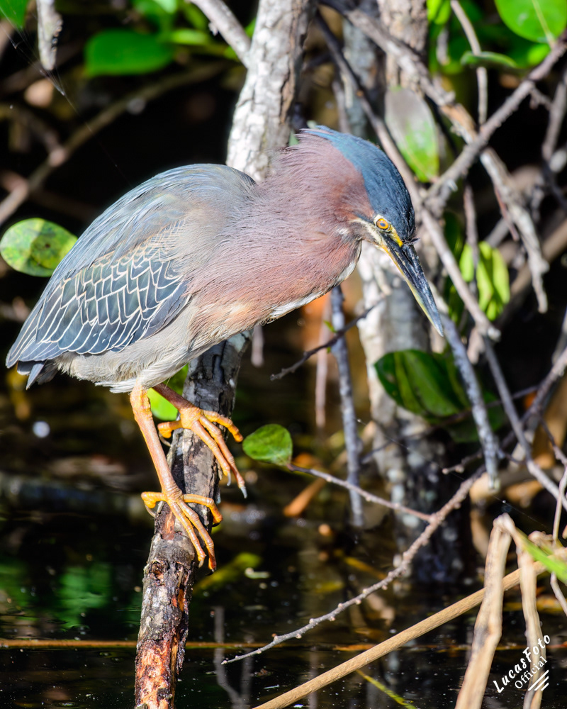 Green Heron