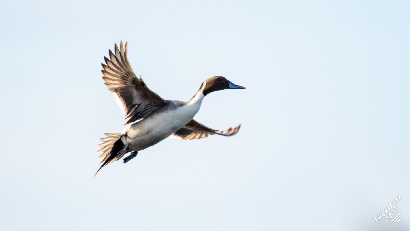 Northern Pintail