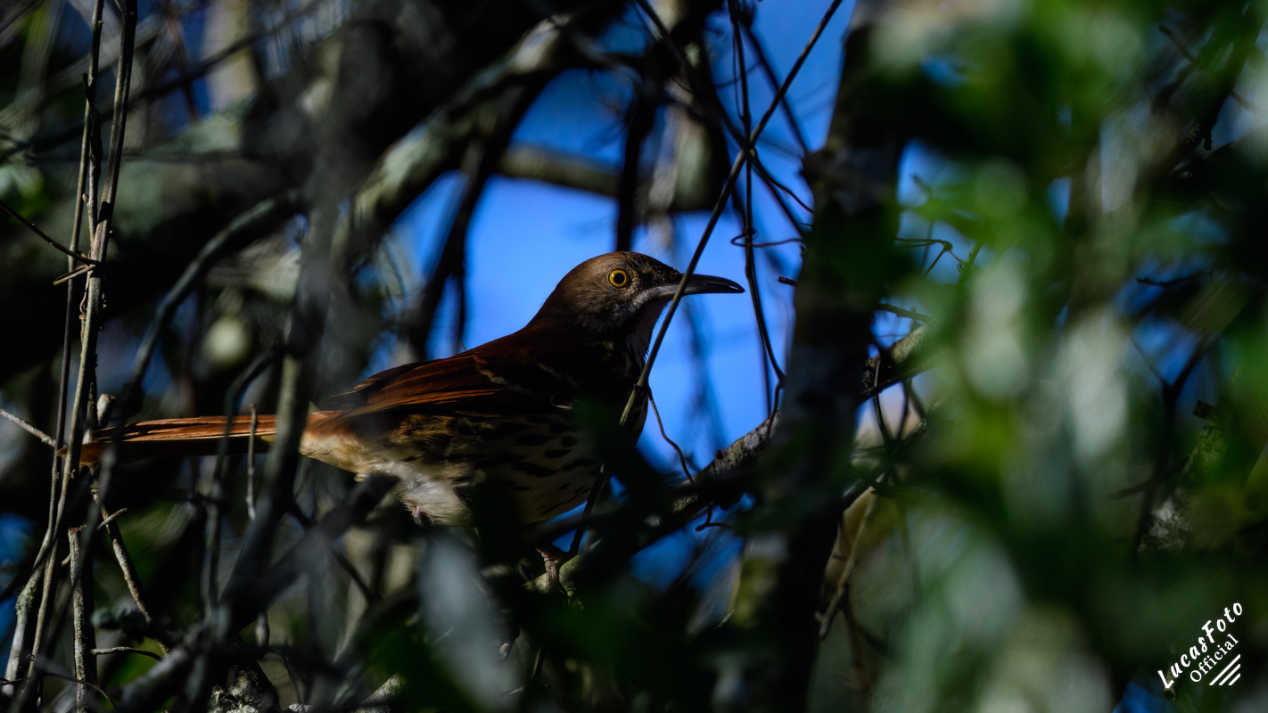 Brown Thrasher