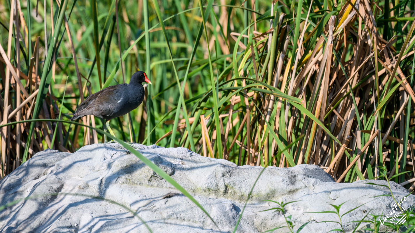 Common Gallinule