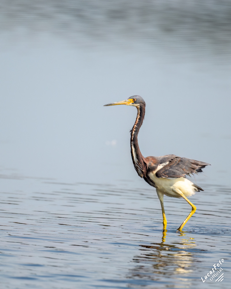 Tricolored Heron