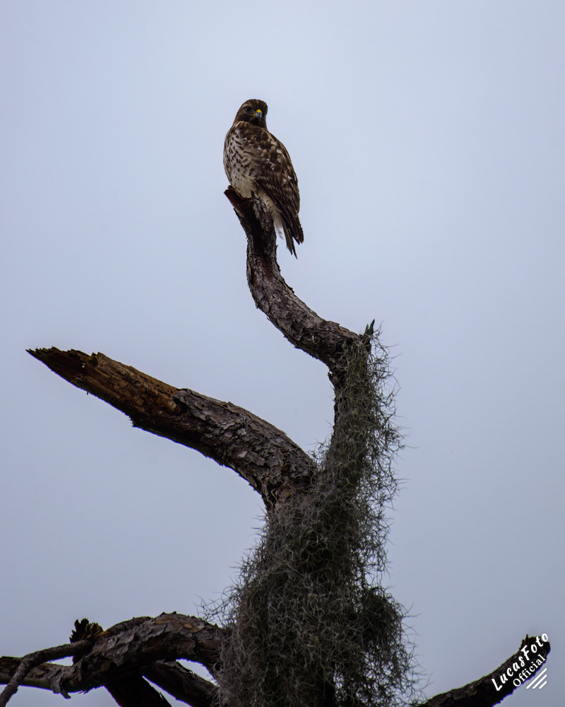 Red-shouldered Hawk