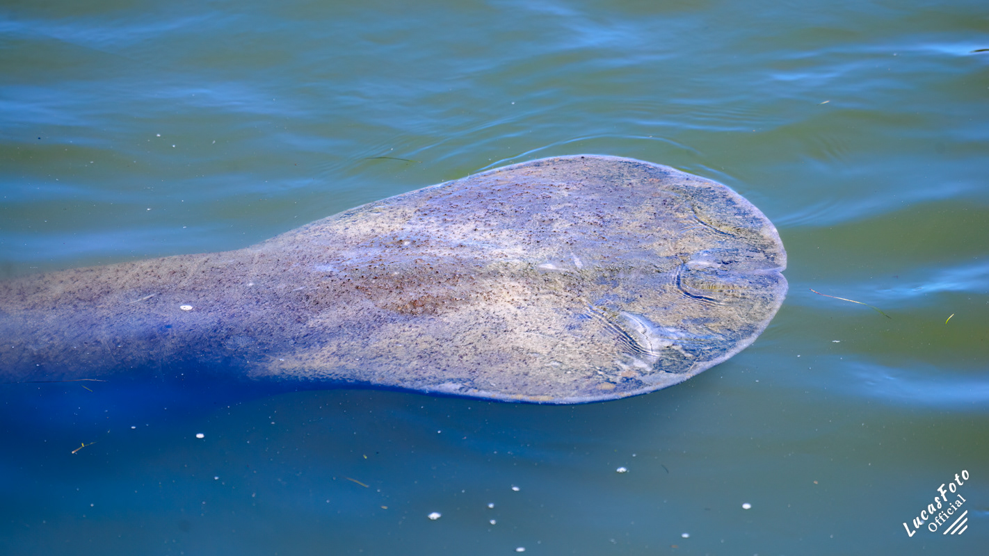 Manatee