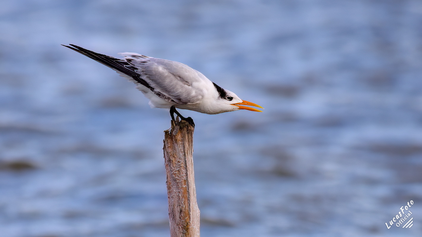 Royal Tern