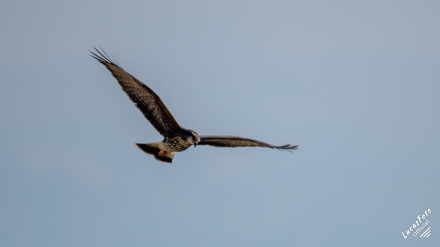 Snail Kite