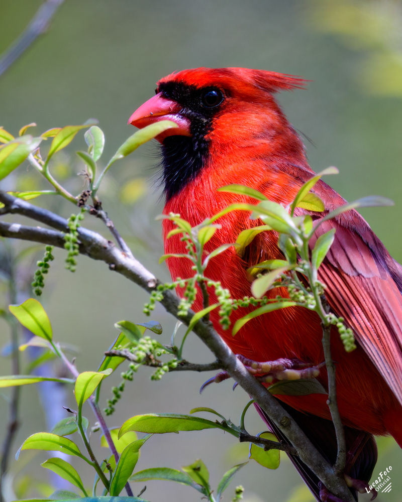 Northern Cardinal