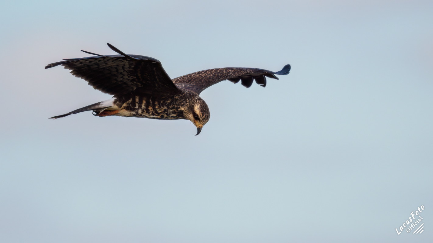 Snail Kite