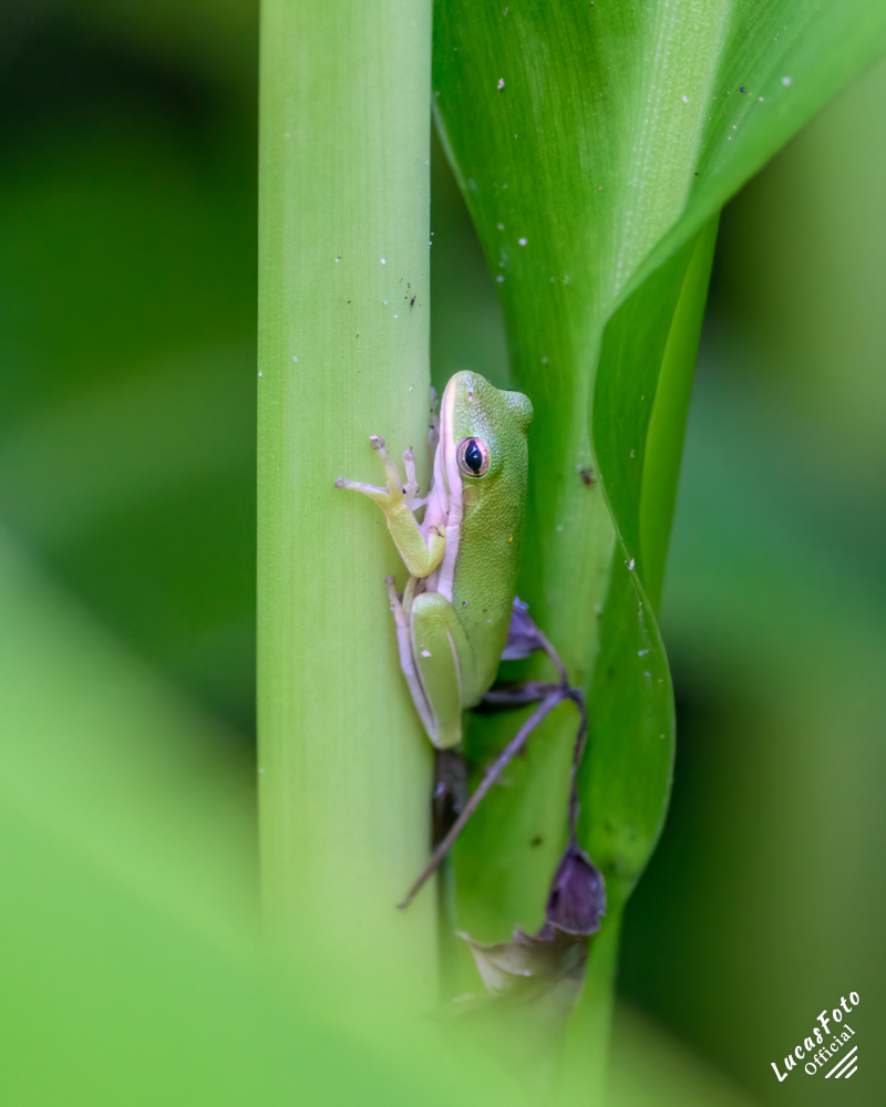 Green Treefrog