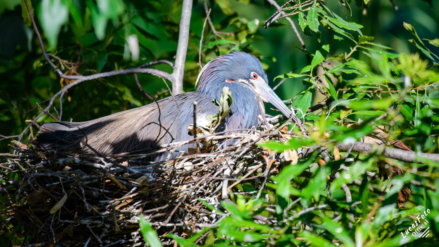 Tricolored Heron