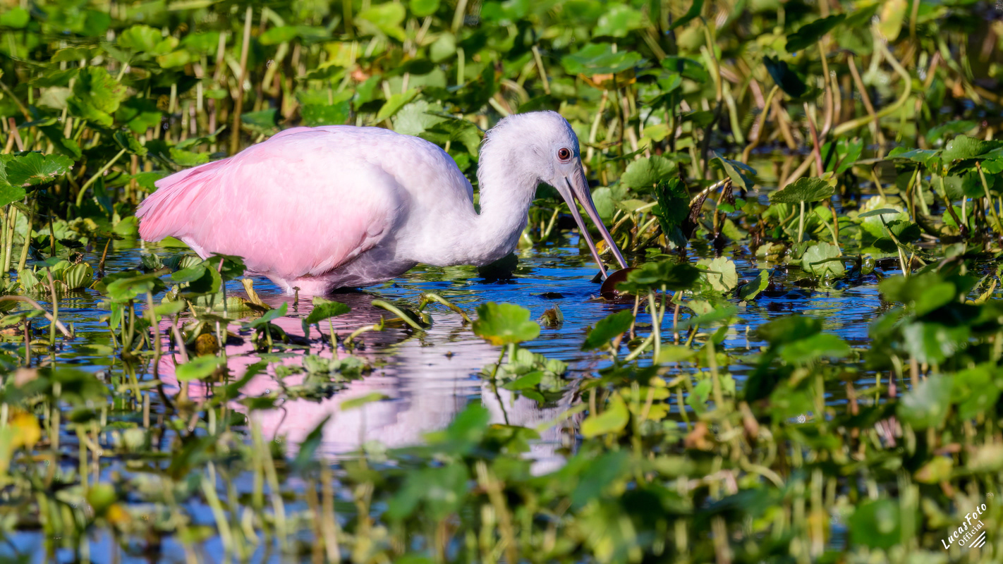 Roseate Spoonbill