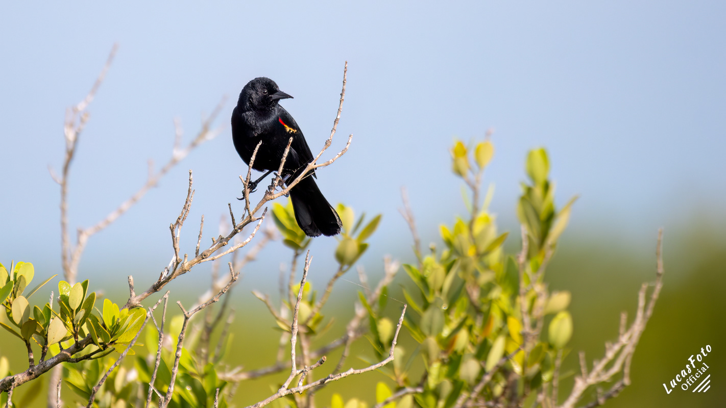 Red-winged Blackbird