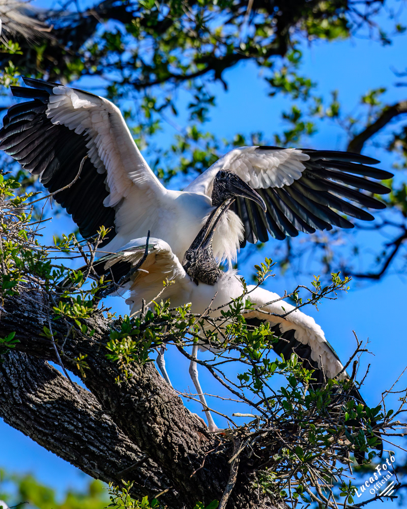Wood Stork