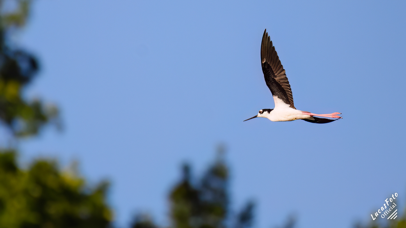 Black-necked Stilt