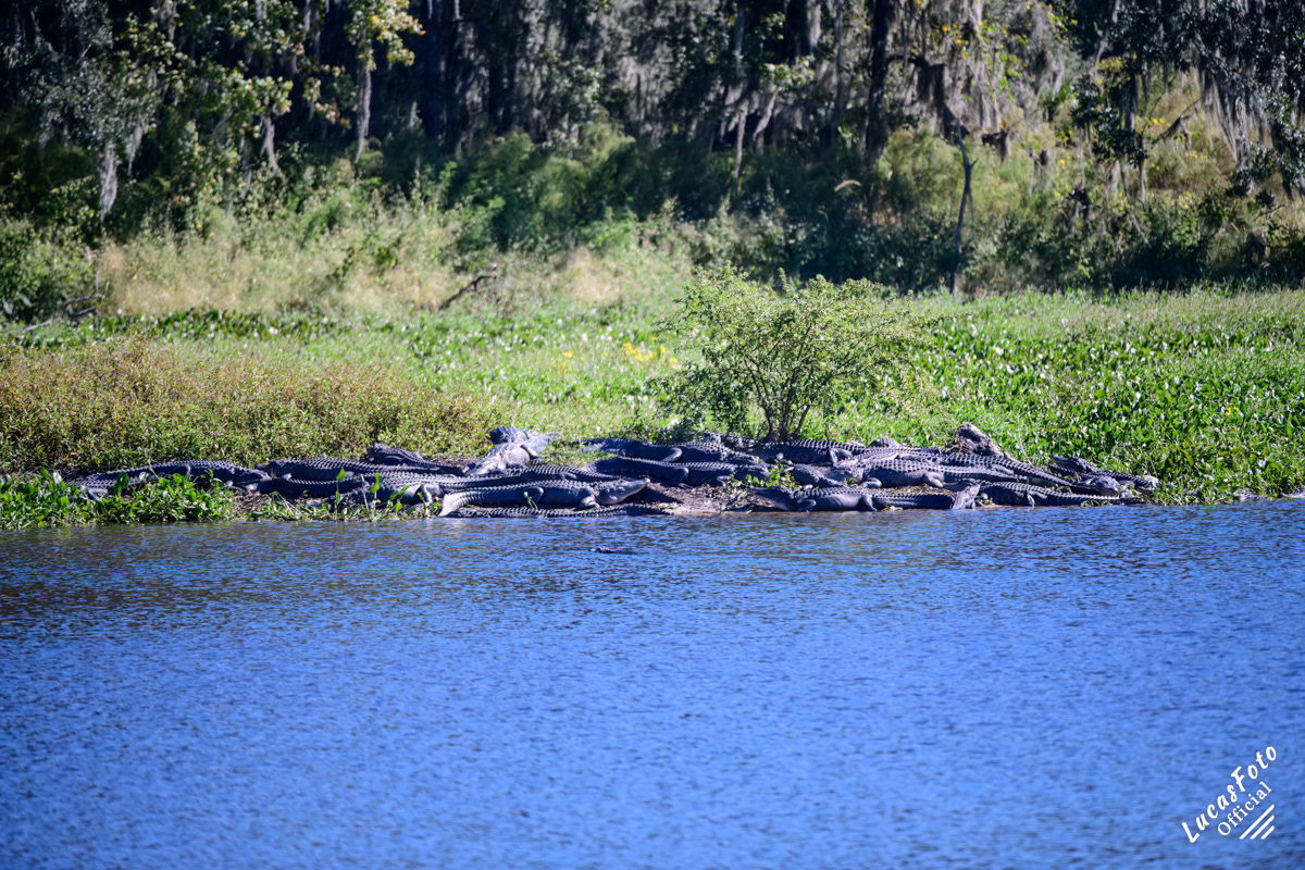 Alligator