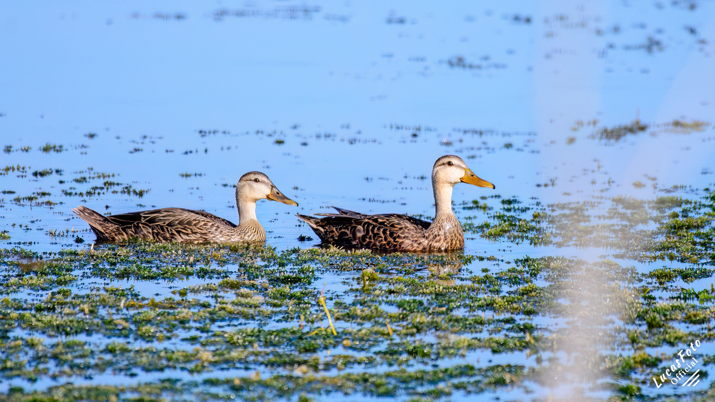 Mottled Duck