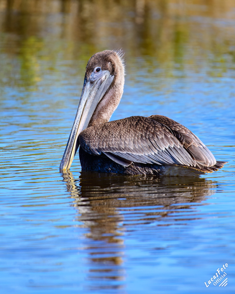 Brown Pelican