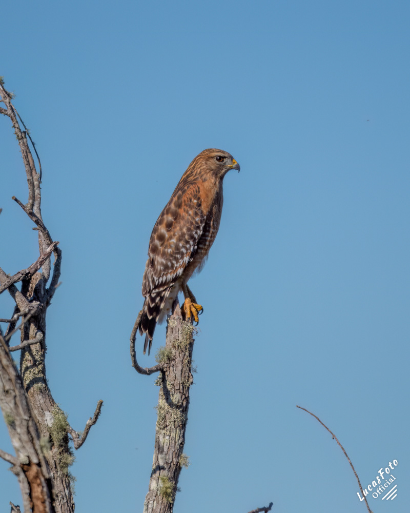 Red-shouldered Hawk