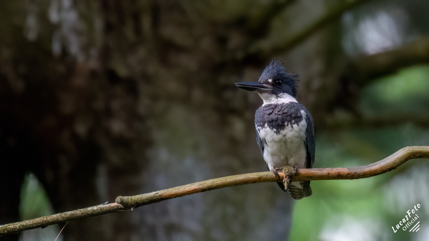 Belted Kingfisher