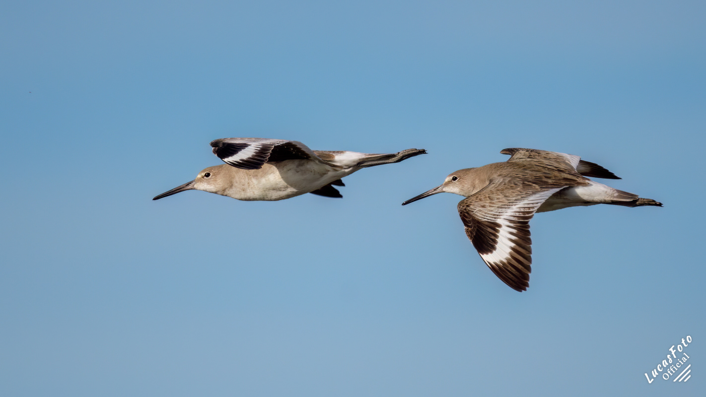 Willet
