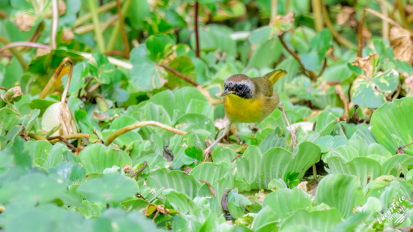 Common Yellowthroat