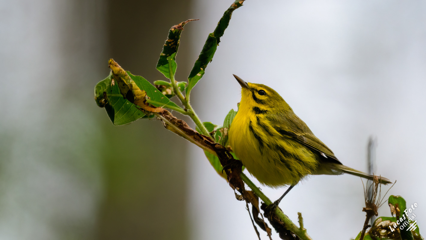 Prairie Warbler