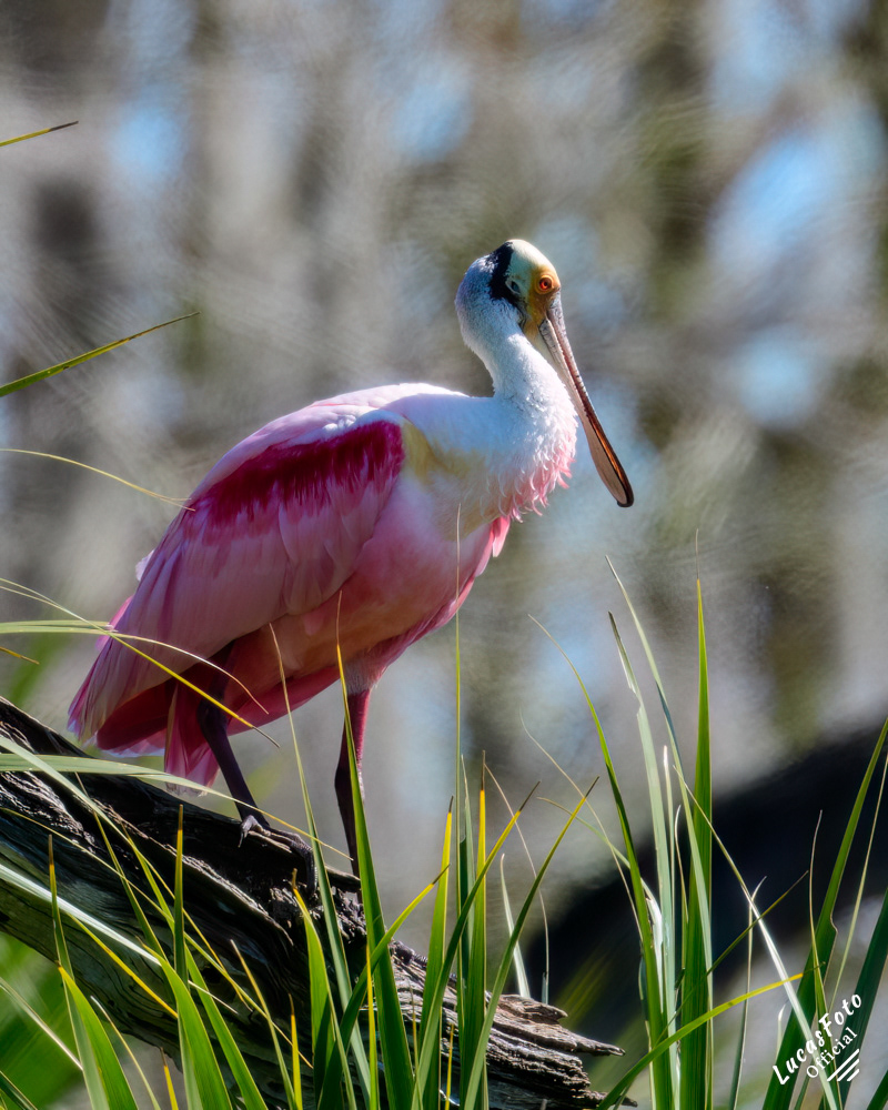Roseate Spoonbill