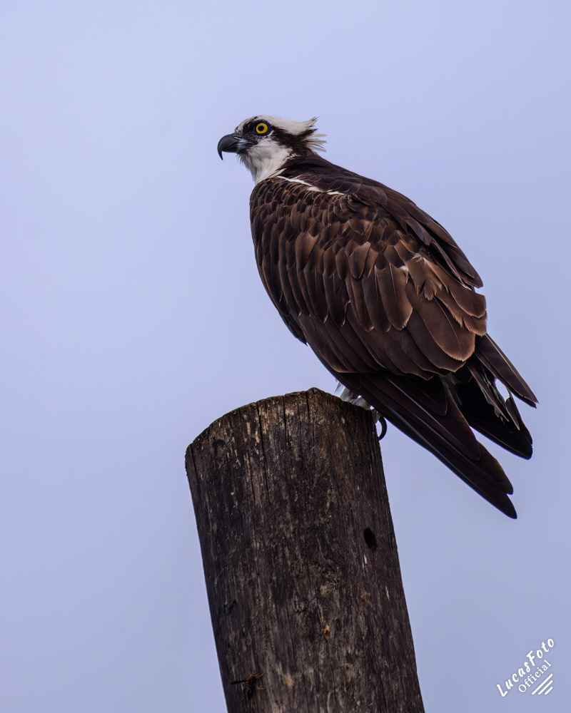 Osprey