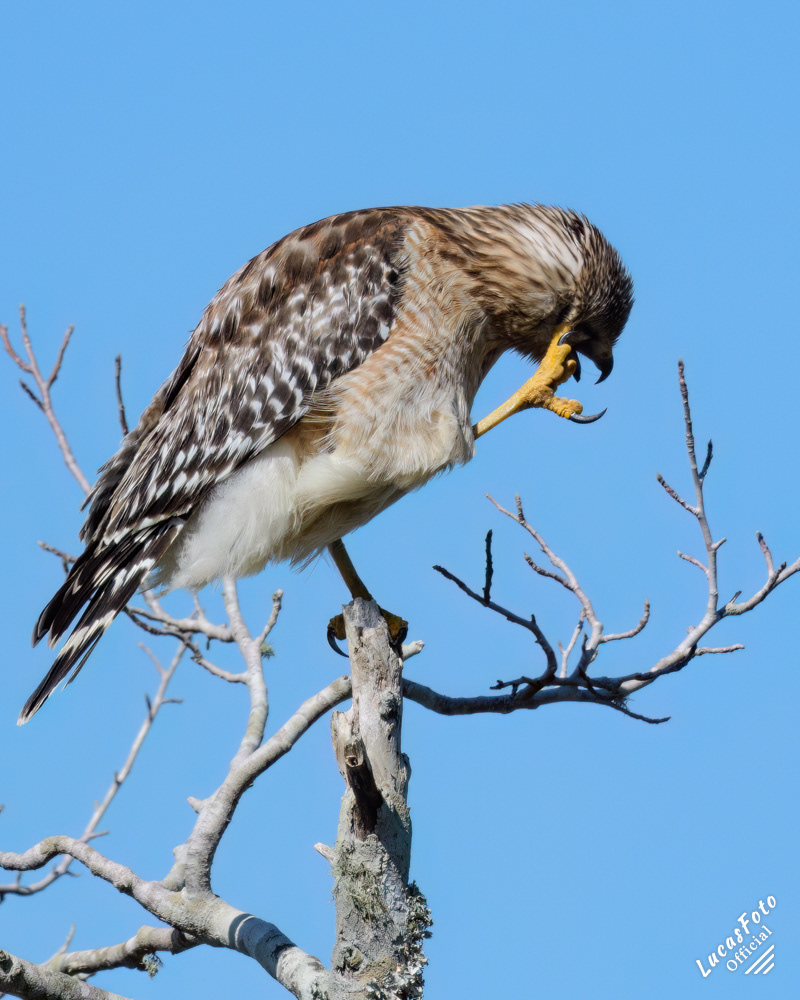Red-shouldered Hawk