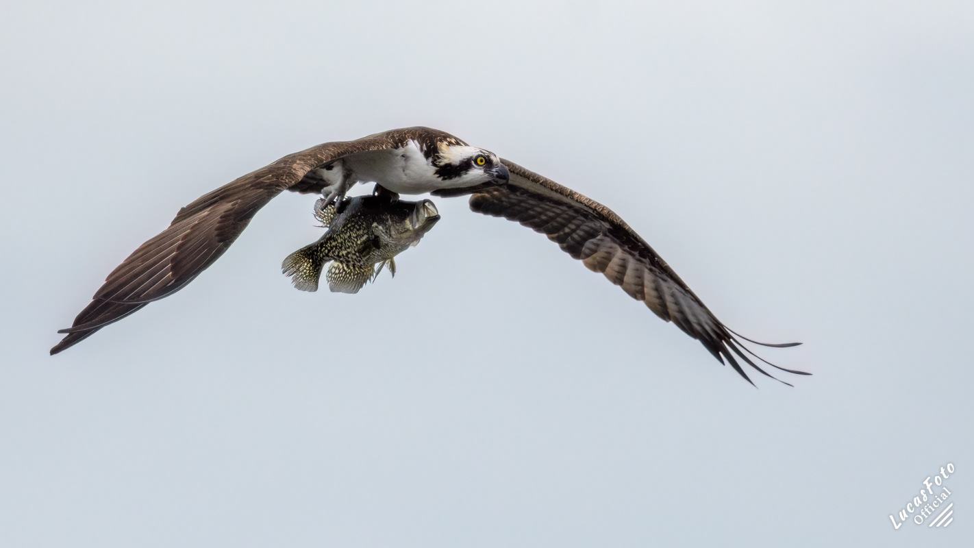 Osprey