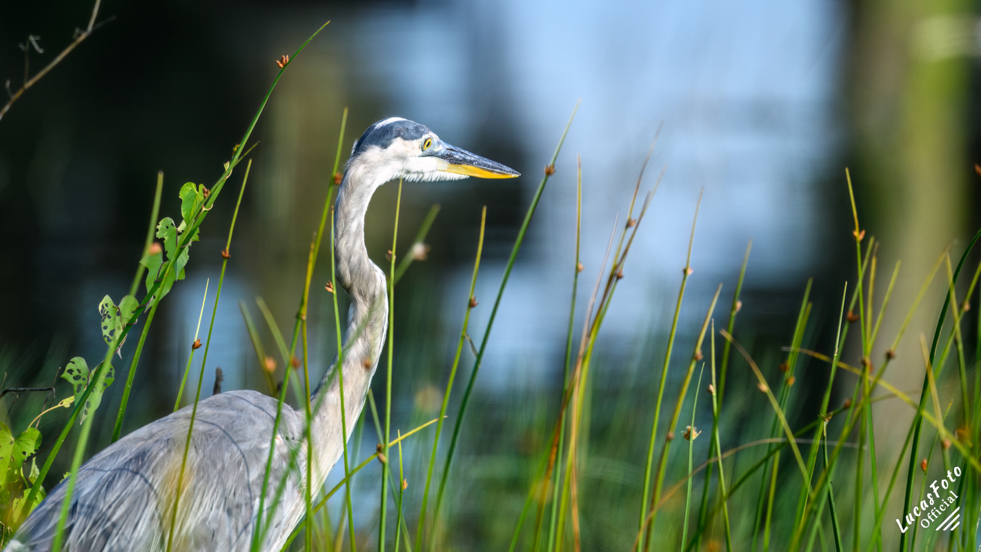 Great Blue Heron